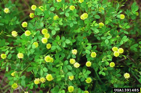 Codes expire in a month, so here we will list all the expired codes, because once expired, you can't redeem them anymore: large hop clover, Trifolium campestre (Fabales: Fabaceae ...