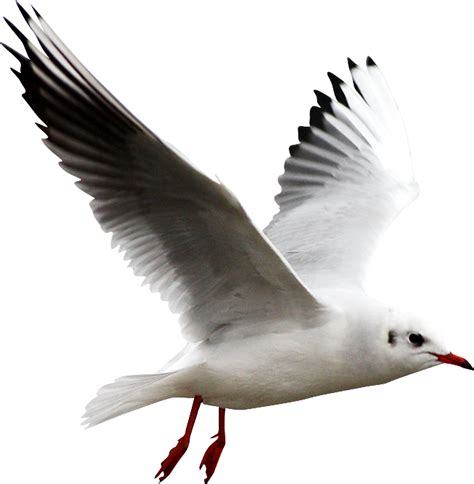 Gull Png