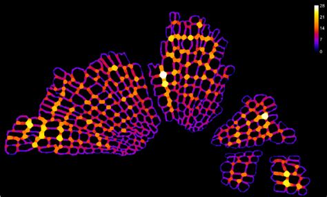 Likewise, why phloem fibres are dead? Transverse section of xylem cell lumens of Armoricaphyton ...