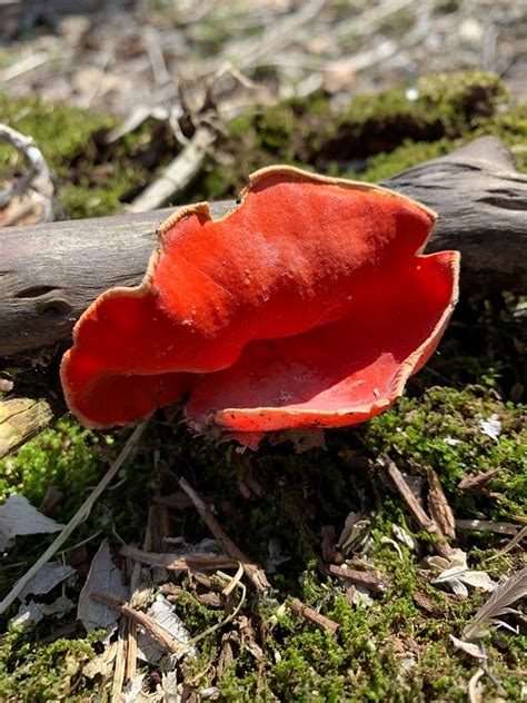 Scarlet Cup Fungus Check Out This Super Cool Bright Red Fungus The