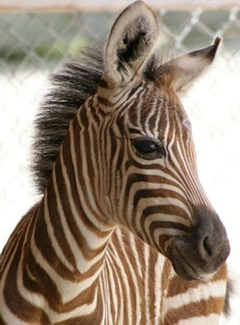 49 Best Zebra Hybrids Images Zebras Horses Animals Beautiful