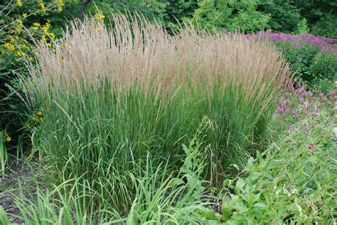 Landscapedesign Ornamental Grasses Landscape Design Ideas