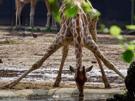 Have you ever wondered, how tall are giraffes? Giraffe | Ontmoet onze dieren | DierenPark Amersfoort