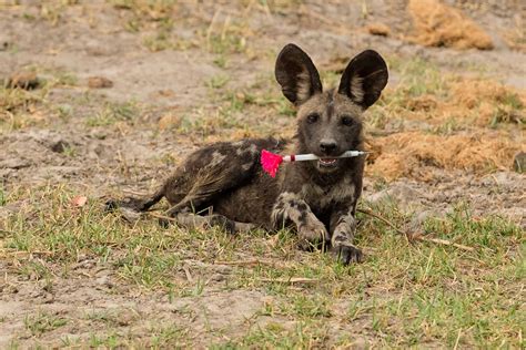 Wild Cam Human Activity Blocks African Wild Dog Dispersal The