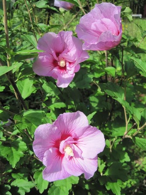 Rose Of Sharon Varieties For Fall Color Hardy Hibiscus Hardy