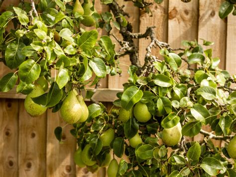 Fruit Trees In Gardens Ideas For Planting Fruit Trees In