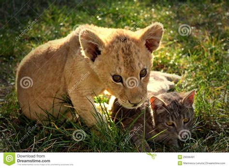 Lion Cub With Cat Stock Image Image 29338491