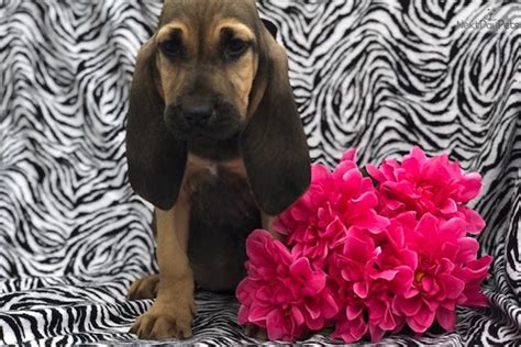 The momma had 12 on her first litter and all survived. Porscha: Bloodhound puppy for sale near Lancaster, Pennsylvania. | d1946078-98a1
