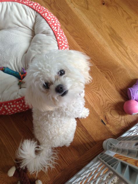 Browse the list of maltese rescues. Maltipoo Puppies For Adoption In Texas - fashionbysany