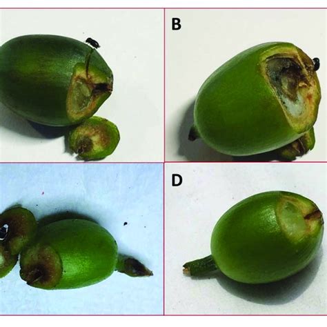 Irrespective of what type of berries you choose to grow, you need to understand some of the basics of general. INTEGRATED PEST MANAGEMENT OF COFFEE BERRY BORER IN HAWAII ...