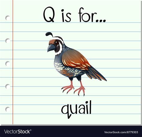 Download 189+ Letter Q Is For Quail Coloring Pages PNG PDF File