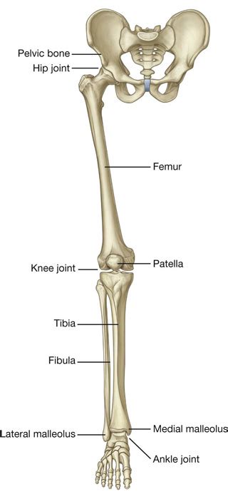 Anatomy Of Lower Limb Bones Upper Limb Bones Anatomy Muscle Attachment How To Relief
