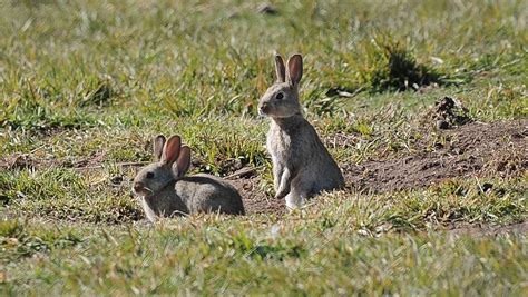 Caring For Rabbits In Warm Weather