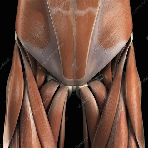 If you know where muscles attach and how. Muscles of the Lower Abdomen and Groin - Stock Image ...