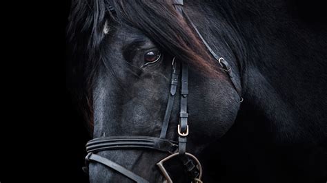 Wallpaper horse (119 pics) in high resolution. HD Black Horse Wallpapers | PixelsTalk.Net