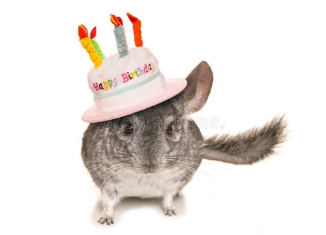 Chinchilla Wearing Happy Birthday Hat Stock Image Image Of Cake