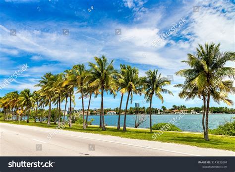 41872 Florida Beach With Palm Tree 图片、库存照片和矢量图 Shutterstock