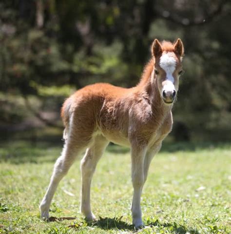 Miniature Horses Horses And Ponies Gumtree Australia Yarra Ranges