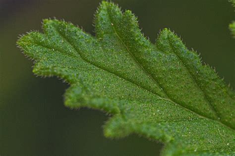 Small Green Spiky Leaf Of Plant · Free Stock Photo