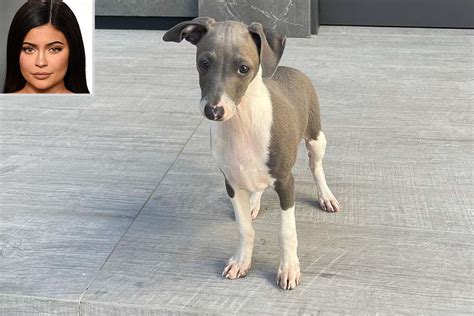 Kylie Jenner Introduces New Puppy Kevin On Instagram