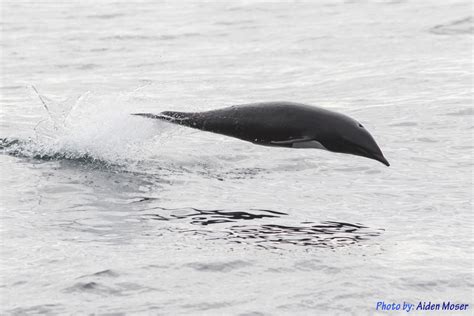 Preparing For A Pelagic Trip Westport Seabirds