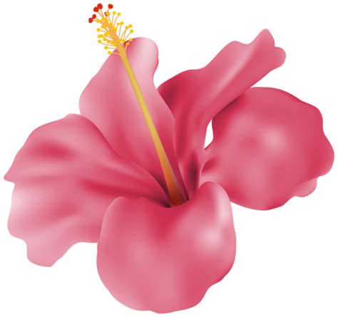 Hibiscus Pink Transparent Png Clip Art Image Hibiscus Clip Art Art