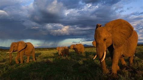 Elephants Walking, HD Animals, 4k Wallpapers, Images ...