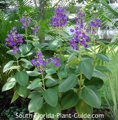 The flora found along florida's trails is unlike anything you'll find elsewhere in the united states, and. Tibouchina