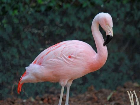 Birds Of The World Flmingos Phoenicopteridae