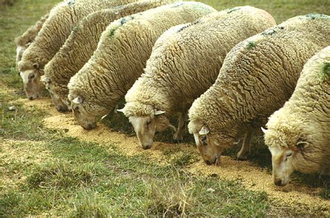 Aussie Teen Charged With Theft Of Sheep Worth K Modern Farmer