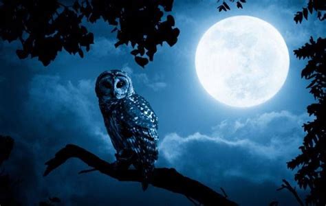 Facebook Owl Night Owl Owl Moon