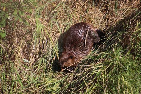 A Beaver On Dry Land Stock Image Image Of Mammal Field 148631569