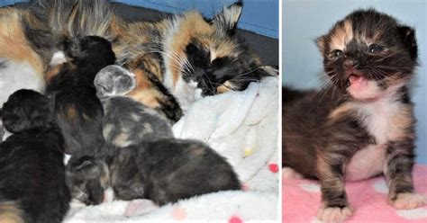 Just Born Newborn Calico Kittens Newborn Kittens