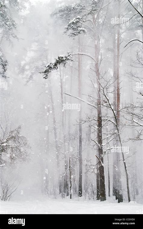 Snow Falling In The Forest Stock Photo Alamy