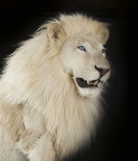 These training tools have delivered time and time again and have exceeded the expectations of our dedicated and focused white lion athletics friends in their training facilities. Taxidermy Full Mount White Lion For Sale at 1stdibs
