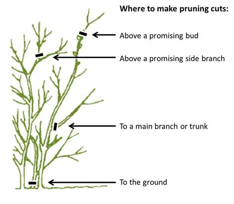 Pruning Basics For Trees And Shrubs