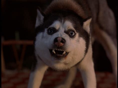 Image Demon From Snow Dogs Siberian Huskies 32170973 641 480png
