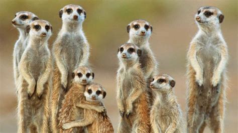 Meerkat5 Timeless Africa Safaris