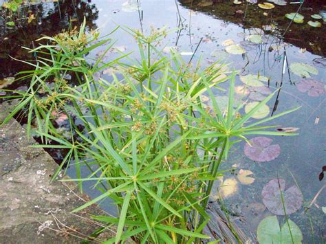Cyperus Alternifolius Merebrook Pond Plants