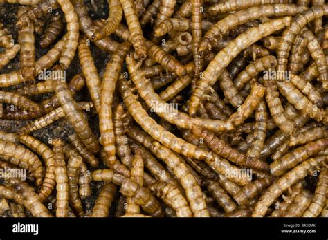 Mealworm Tenebrio Molitor Stock Photo Alamy