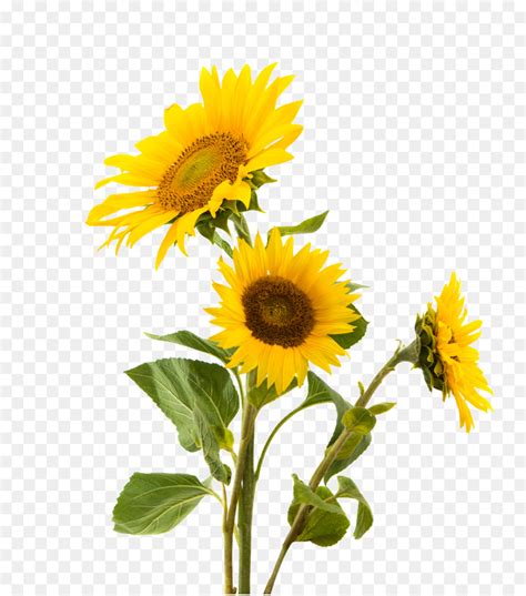 Damit der hintergund nicht durch ein weißes feld ersetzt wird, zeigen wir ihnen, wie sie in paint.net ihr bild ohne hintergrund speichern können. Sunflower Seed Sunflower Seed png download - 3096*3500 ...