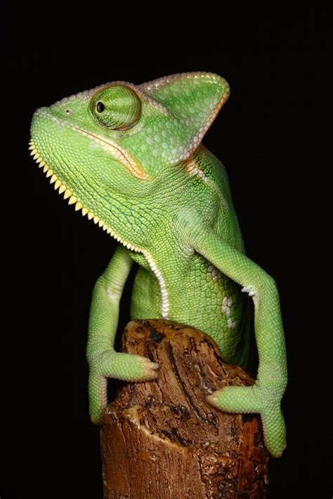 Find this pin and more on kameleon by jadranka šolaja. yemen chameleon 6 by macrojunkie on DeviantArt
