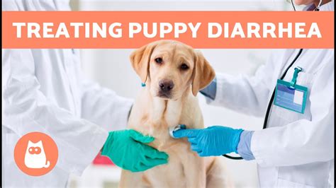 Treating Diarrhea In Puppies At Home 🐶 4 Ways To Stop Puppy Diarrhea