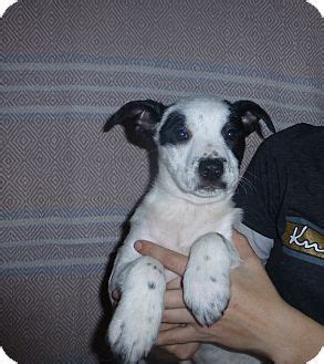 German shepherd border collie mix puppies can make loyal. Ellie | Adopted Puppy | Oviedo, FL | German Shorthaired ...