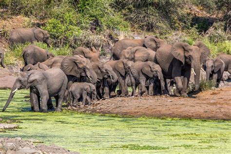A Herd Of Elephants In The Kruger National Park Stock Photo Image Of