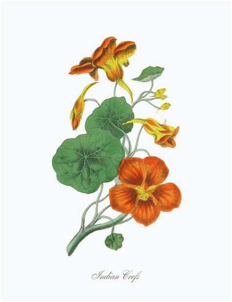 Victorian Botanical Illustration Of 1 By Bauhaus1000