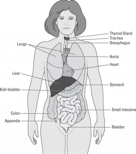 Related posts of diagram of internal organs. Simple Human Anatomy Diagram | Body organs diagram, Human ...