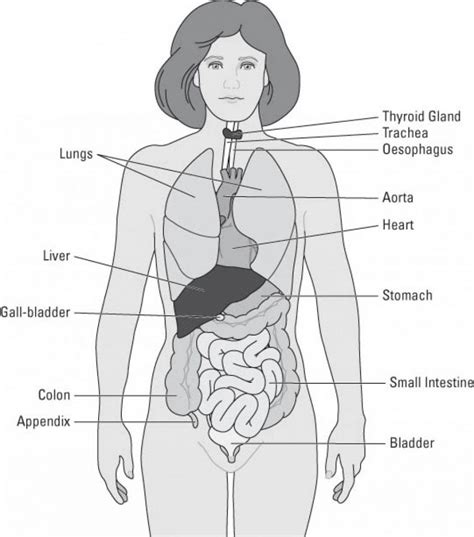 Groups of organs form organ systems; Simple Human Anatomy Diagram | Body organs diagram, Human ...