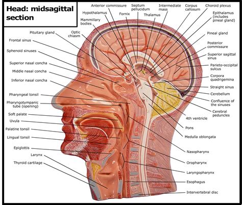 Sagittal Section Of Head Model Labeled My Xxx Hot Girl