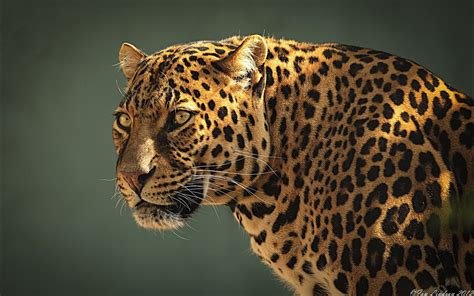 Angry Jaguar Wallpapers Top Free Angry Jaguar Backgrounds